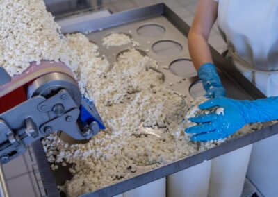 Escapade entre amis en Auvergne : Grains de caillé acheminés par tapis et répartis à la main dans des moules ronds pour la fabrication de la Fourme d'Ambert.
