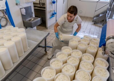 Voyage sur mesure en Auvergne : Fromagère retournant des moules cylindriques remplis de caillé pour favoriser l'égouttage du lactosérum, fabrication de la Fourme d'Ambert.