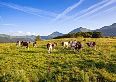 Séjour familial en Auvergne : Un troupeau de vaches Montbéliardes broutant dans un pâturage d'altitude luxuriant du Puy de Dôme, en Auvergne, avec les montagnes volcaniques et des traînées de condensation dans le ciel bleu en arrière-plan.